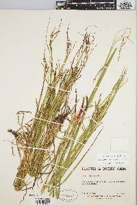 Carex debilis var. rudgei image