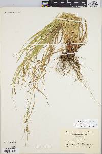 Carex debilis var. rudgei image