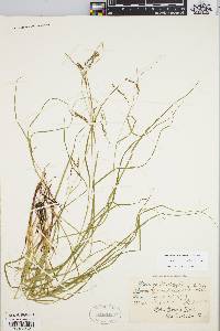 Carex debilis var. rudgei image