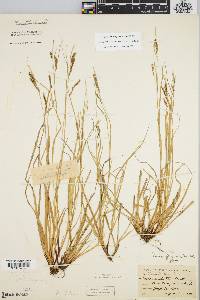 Carex debilis var. rudgei image