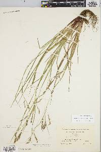 Carex debilis var. rudgei image