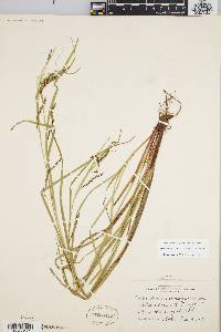 Carex debilis var. rudgei image