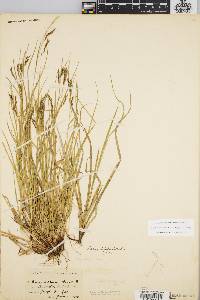 Carex debilis var. rudgei image