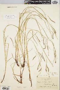 Carex debilis var. rudgei image