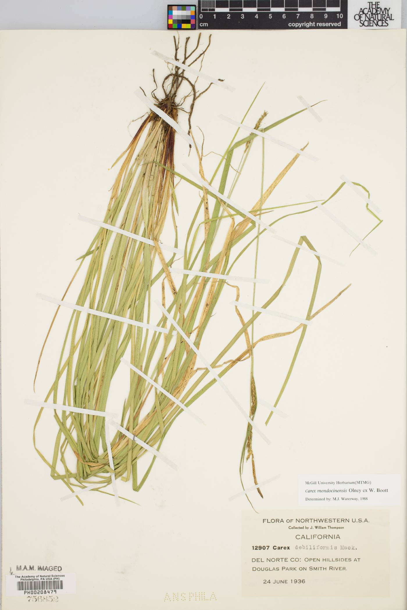 Carex mendocinensis image