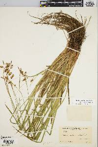 Carex castanea image