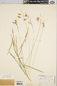 Carex castanea image