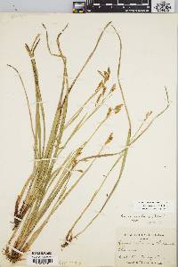 Carex castanea image