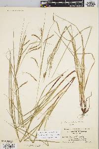 Carex debilis var. rudgei image