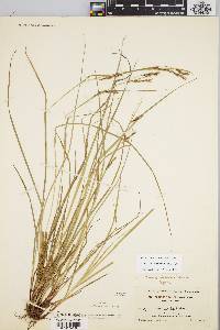 Carex debilis var. debilis image