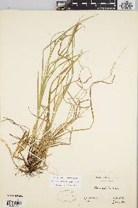 Carex debilis var. rudgei image