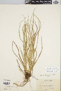 Carex debilis var. rudgei image