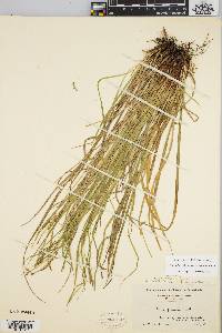 Carex debilis var. rudgei image