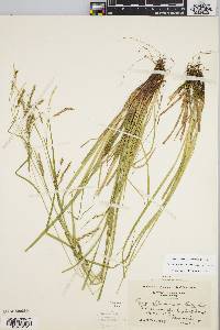 Carex debilis var. rudgei image