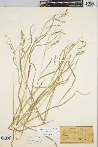 Carex debilis var. rudgei image