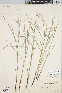 Carex debilis var. rudgei image