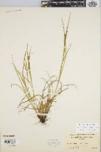 Carex debilis var. rudgei image