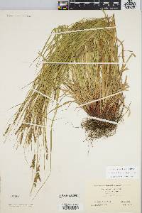 Carex debilis var. rudgei image