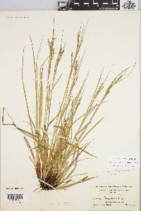 Carex debilis var. rudgei image