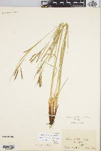 Carex debilis var. rudgei image