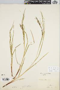 Carex debilis var. debilis image