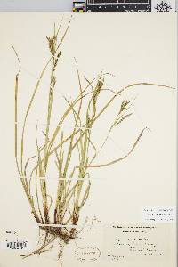 Carex debilis var. debilis image