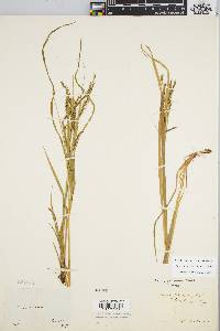 Carex debilis var. debilis image