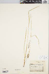 Carex debilis var. debilis image