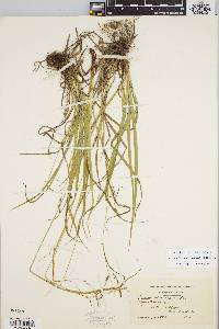 Carex debilis var. rudgei image