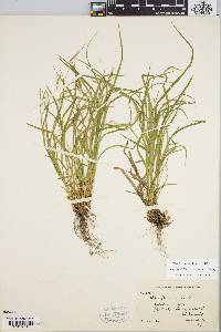 Carex debilis var. rudgei image