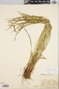 Carex debilis var. rudgei image