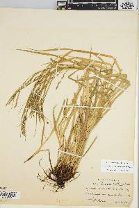 Carex debilis var. rudgei image