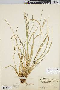 Carex debilis var. rudgei image