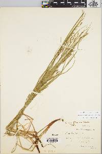 Carex debilis var. rudgei image