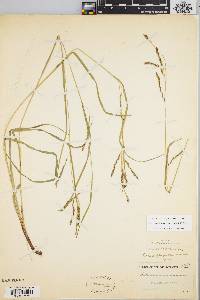 Carex debilis var. rudgei image