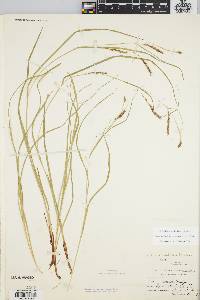 Carex debilis var. rudgei image