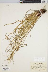 Carex debilis var. rudgei image