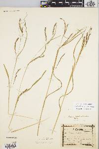 Carex debilis var. rudgei image