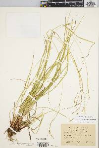 Carex debilis var. rudgei image