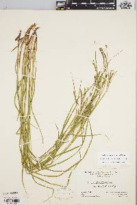 Carex debilis var. rudgei image