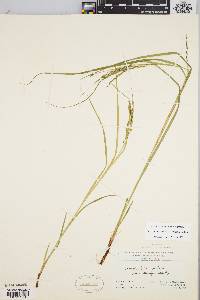 Carex debilis var. rudgei image