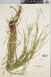 Carex debilis var. rudgei image