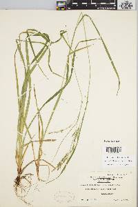 Carex debilis var. rudgei image