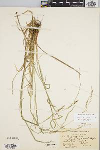 Carex debilis var. rudgei image