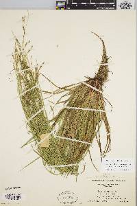 Carex debilis var. rudgei image