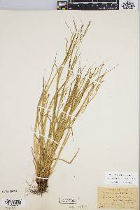 Carex debilis var. rudgei image