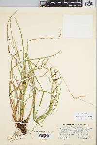 Carex debilis var. debilis image