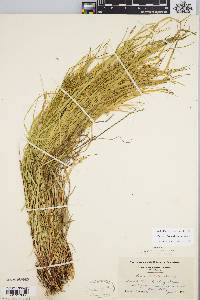 Carex debilis var. debilis image