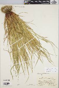 Carex debilis var. rudgei image