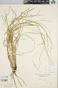 Carex debilis var. rudgei image